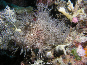 Lacy Scorpionfish:  Master of Camoflauge. 
Great Barrier... by Jason Eastman 